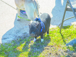 pig on leash